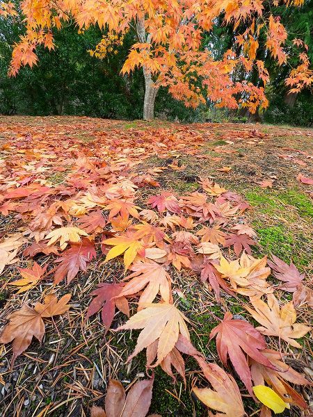 Wild, Jamie and Judy 아티스트의 Washington State-Autumn Maple leaves작품입니다.